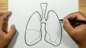 Easy Lungs Drawing Ideas How To Draw Lungs