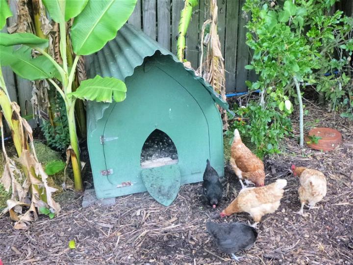 Build a Gothic Chicken Coop