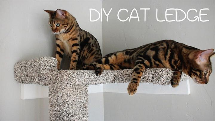 DIY Cat Ledge