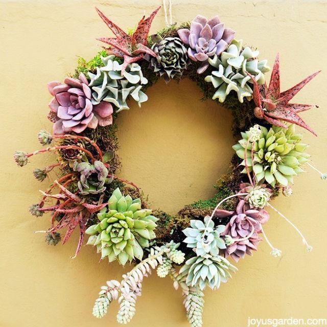 Making A Living Succulent Wreath