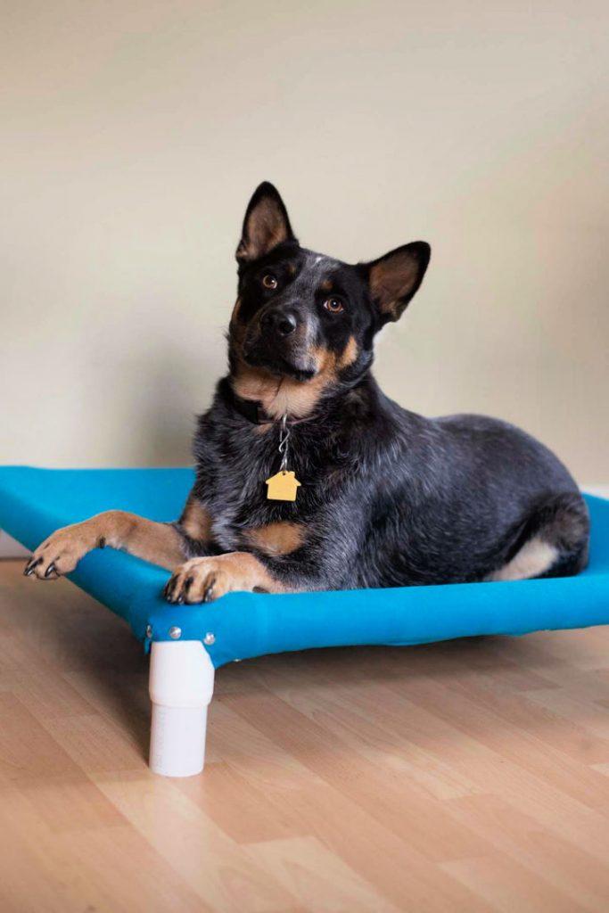 Raised Dog Cot Bed