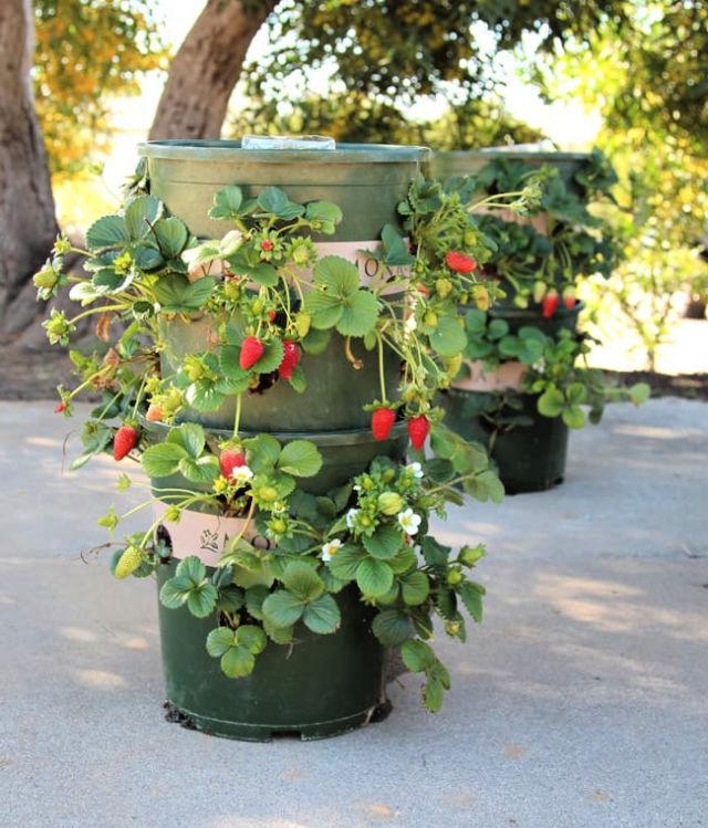 Strawberry Tower Garden