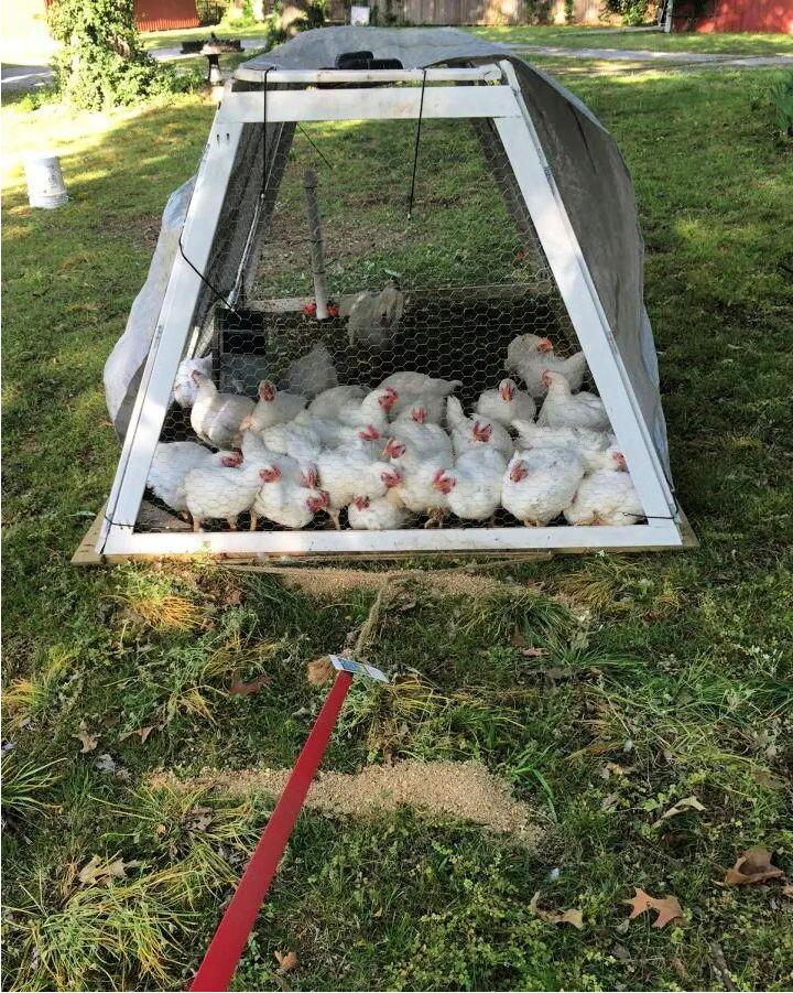 Portable Fold flat Chicken Tractor