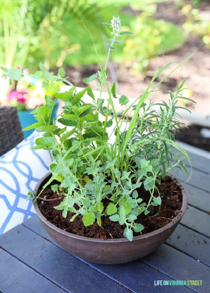 Small Herb Garden for Cat