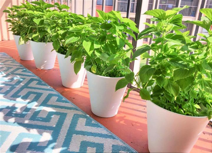 Trash Can Into a Long Flower Pots Planter