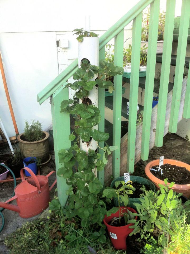 Vertical Strawberry Tube Planter