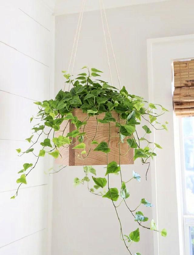 Indoor Hanging Planter with Wood