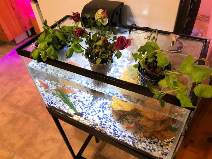 10 Gallon Aquaponic Garden