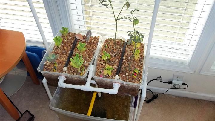 Build a Small Aquaponics System