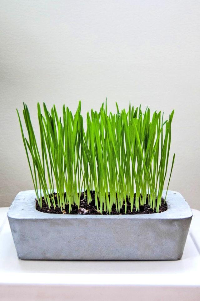 Cat Grass DIY Concrete Planter