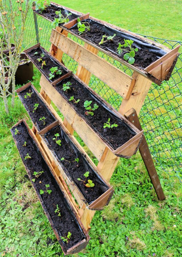 Container Gardening Strawberry Planter Using Pallet