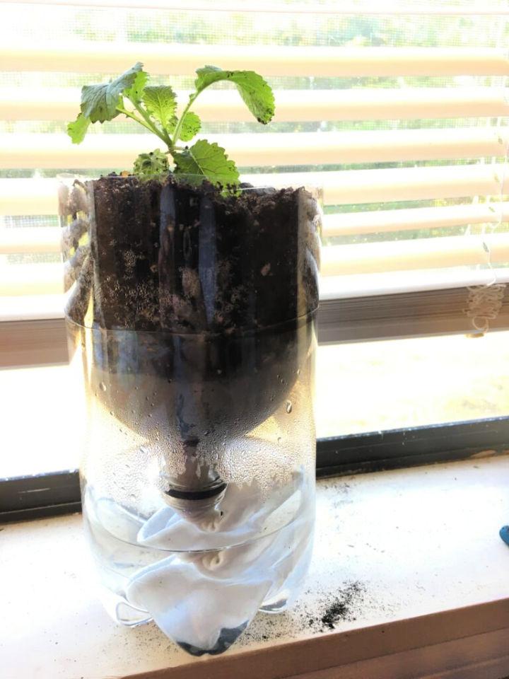 Create a Self Watering Planter
