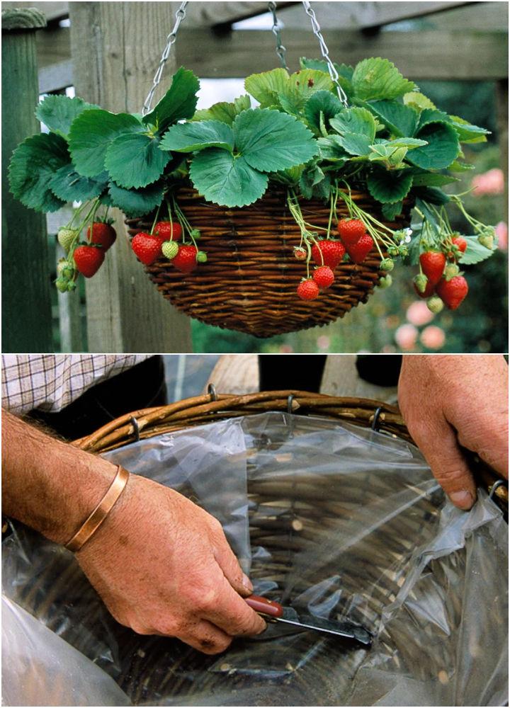 Create a Strawberry Hanging Basket