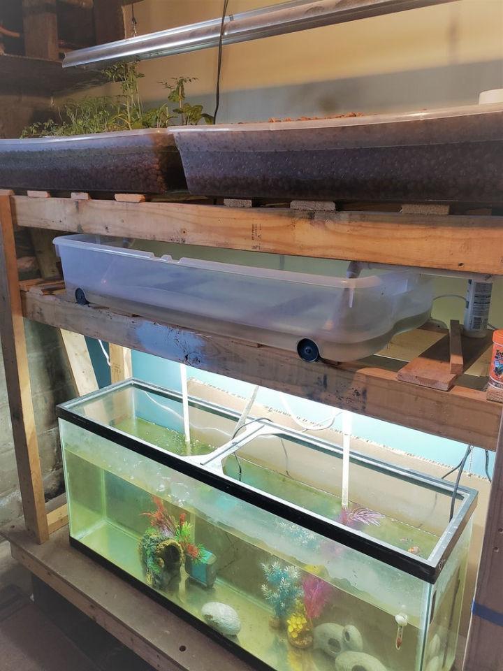 DIY Basement Aquaponics