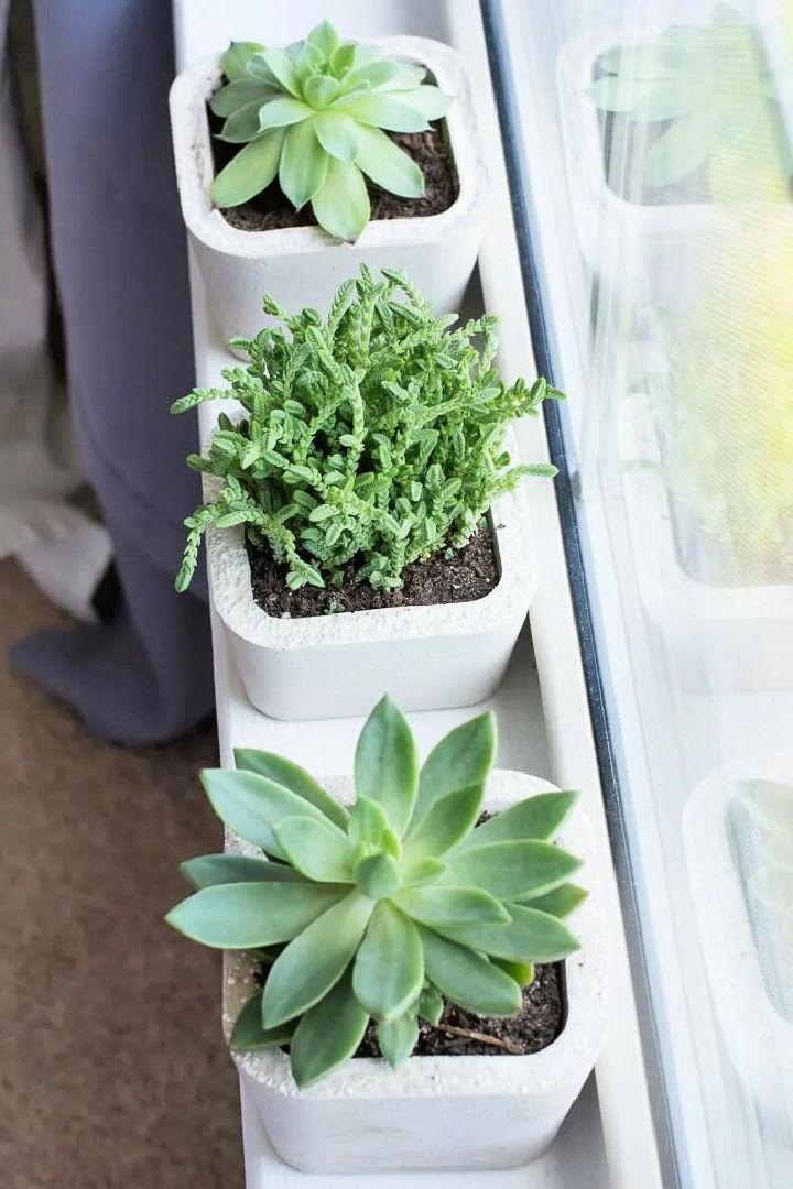 DIY Concrete Succulent Planters