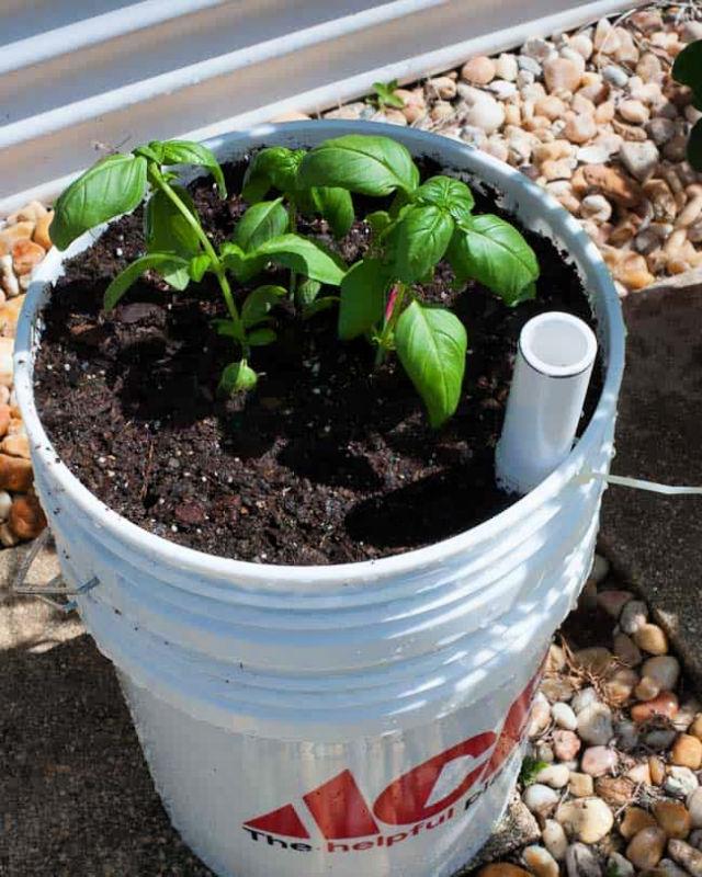 Easy 5 Gallon Self Watering Planter