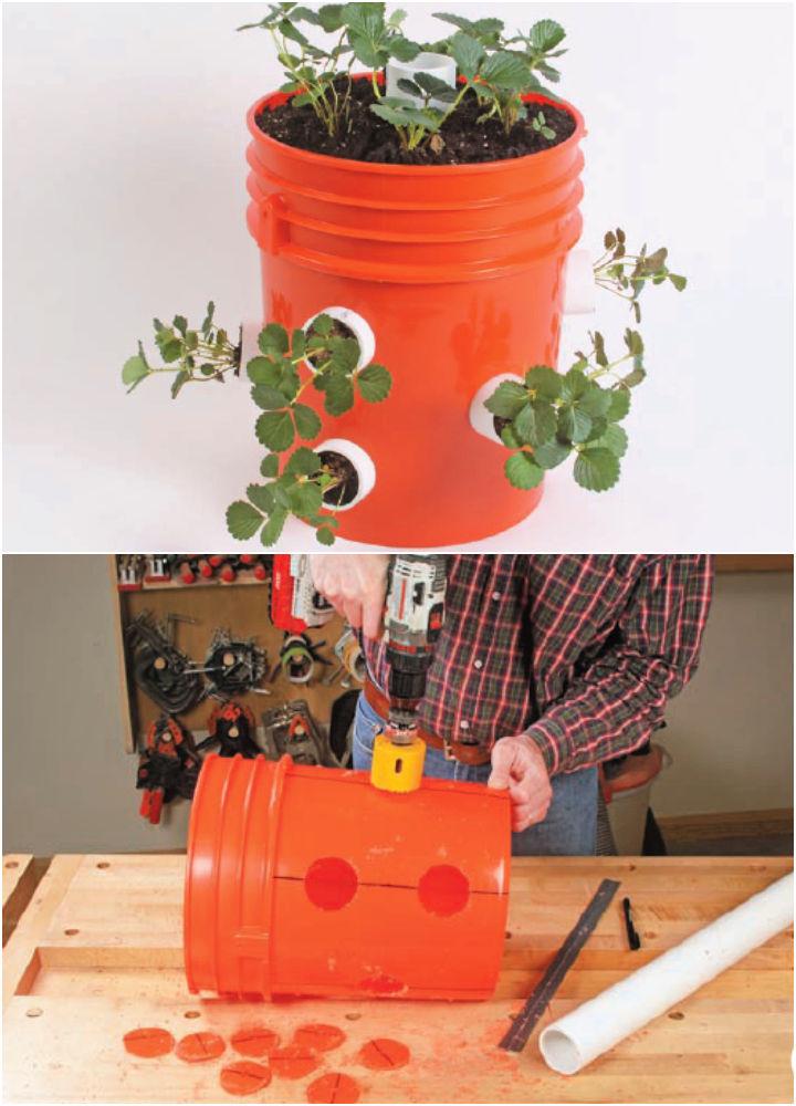 Grow Strawberries in a 5 gallon Bucket