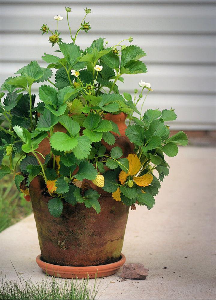 How to Grow Strawberries in a Planter Pot