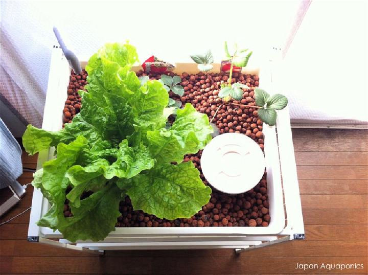 Indoor Mini Aquaponics System