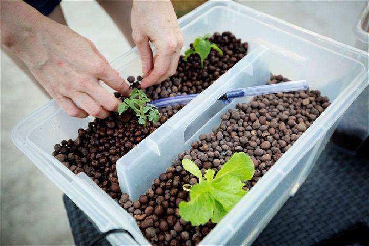 Make Your Own Aquaponic Garden