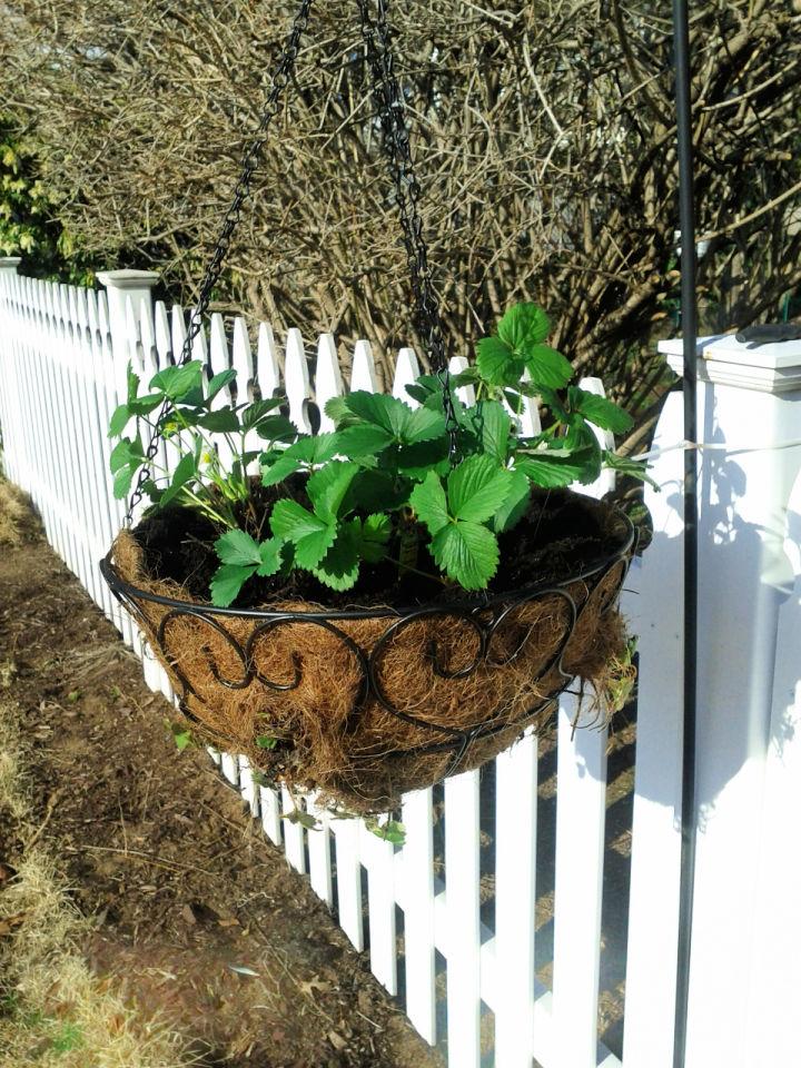 Make a Hanging Strawberry Planter