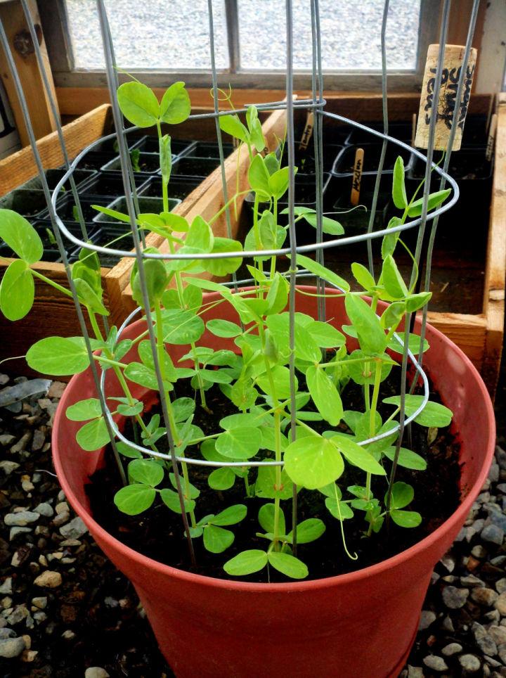 Mini Sugar Snap Pea Trellis