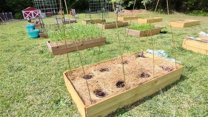 Planting Cucumbers In Raised Beds