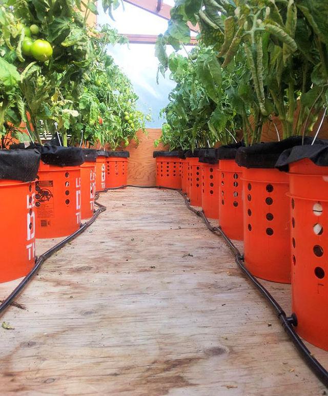 Cubos de tomate de autorriego
