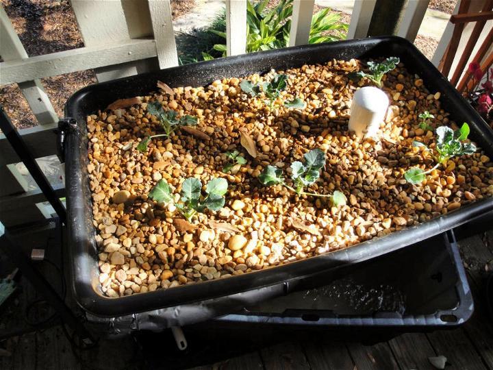 Small DIY Aquaponics System