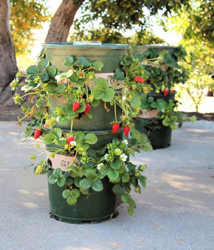 Space Saving Vertical Strawberry Planter