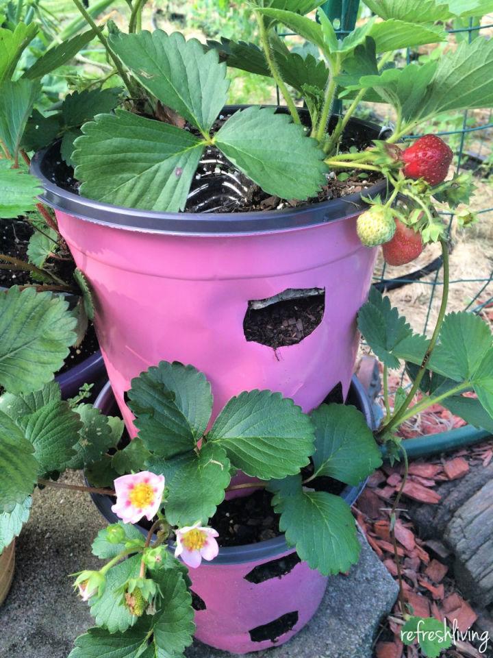 Strawberry Planter from Recycled Materials