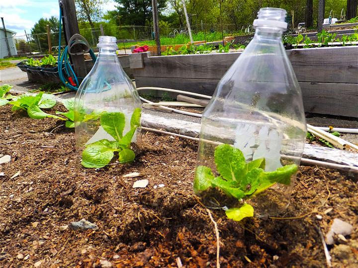 Two Liter Soda Bottles Self Watering Planters