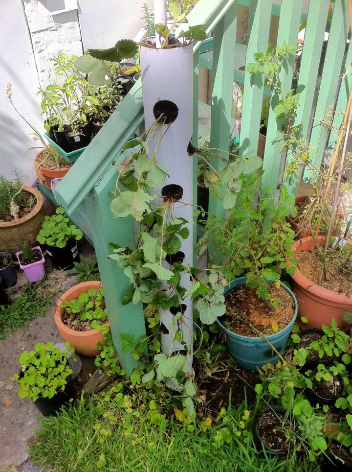 Vertical Strawberry Tube Planter