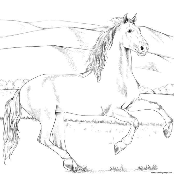 Andalusian Horse Coloring Page and Activities