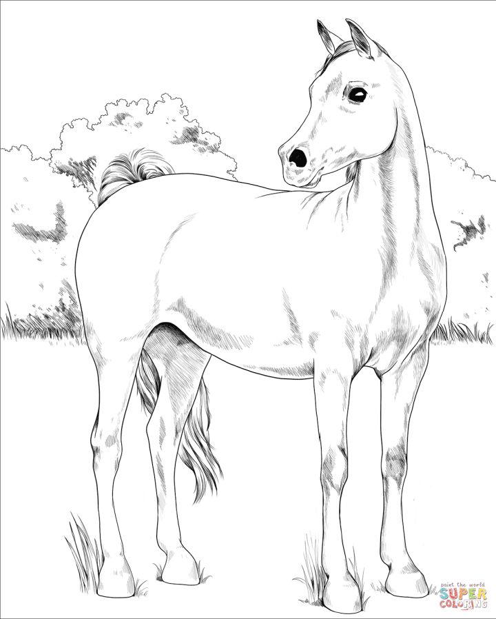 Arabian Horse Coloring Sheets