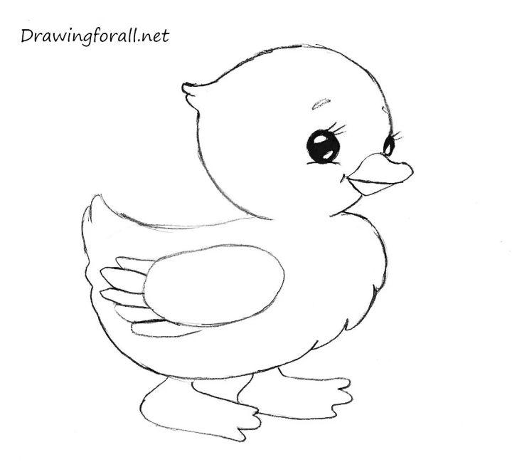 Baby Chicken Drawing