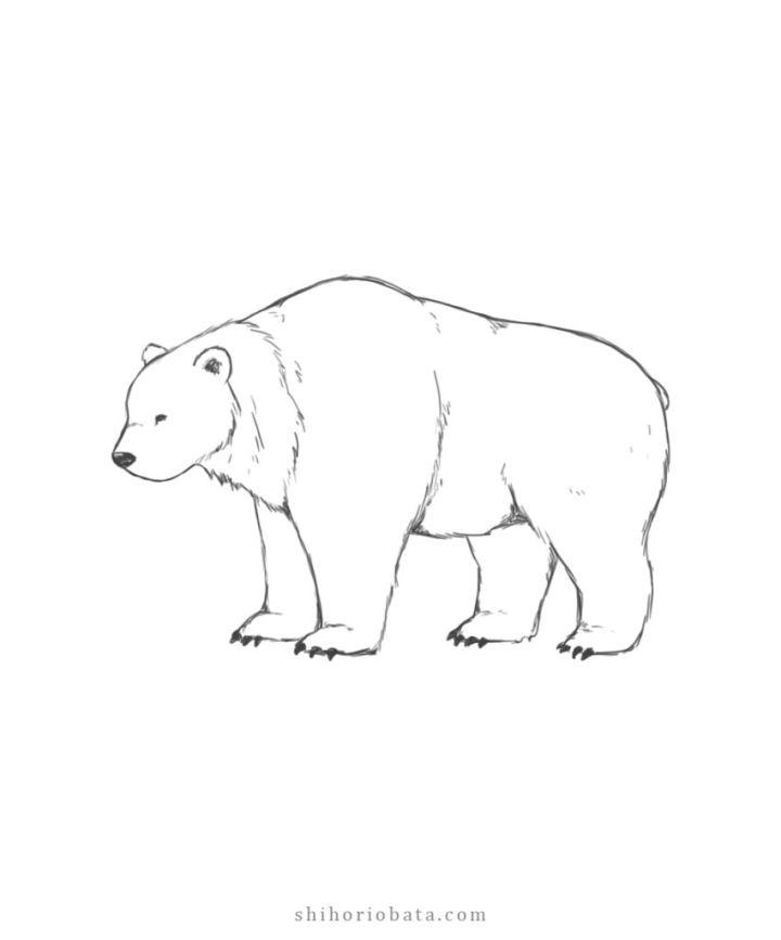 Bear Drawing for Beginners