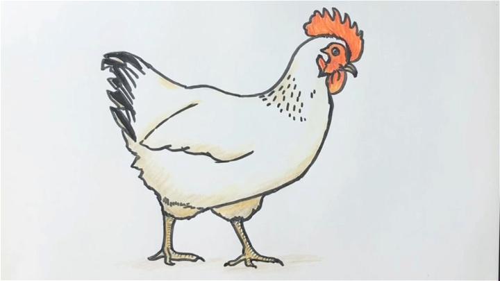 Beginners How to Draw a Chicken