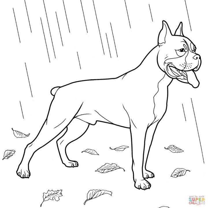 Boxer Dog Coloring Pages for Kids