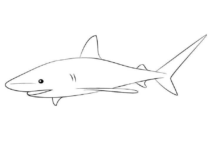 Bull Shark Drawing