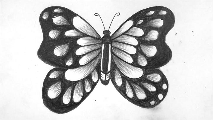 Butterfly Drawing with Pencil