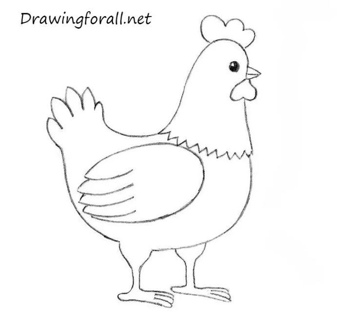 Chicken Drawing for Beginners