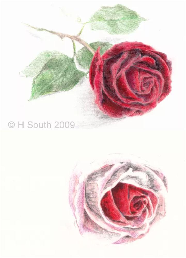 Colored Pencil Rose Drawing