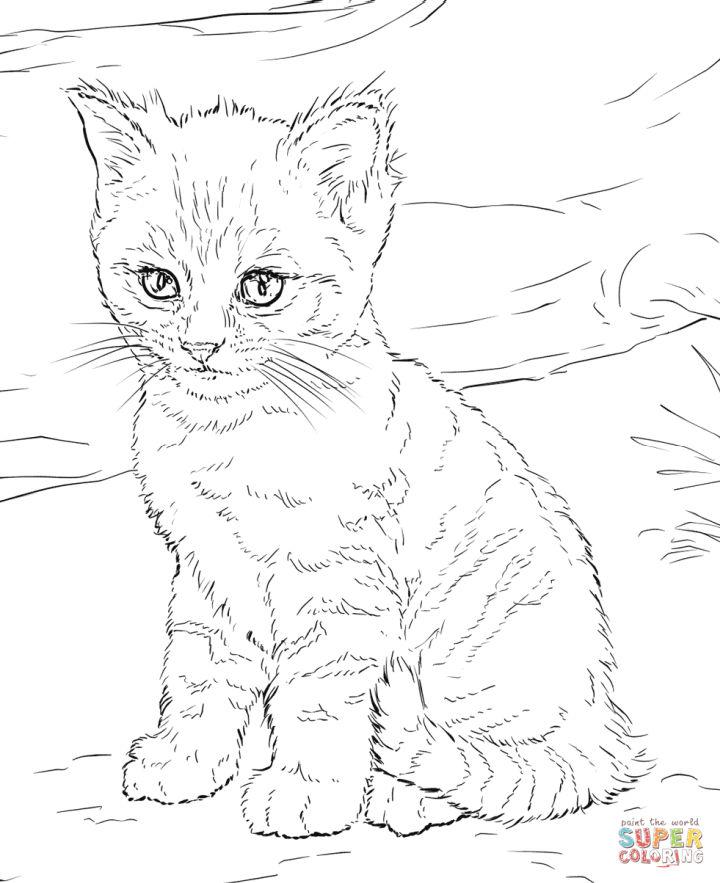Cute Kitty Cat Coloring Pages