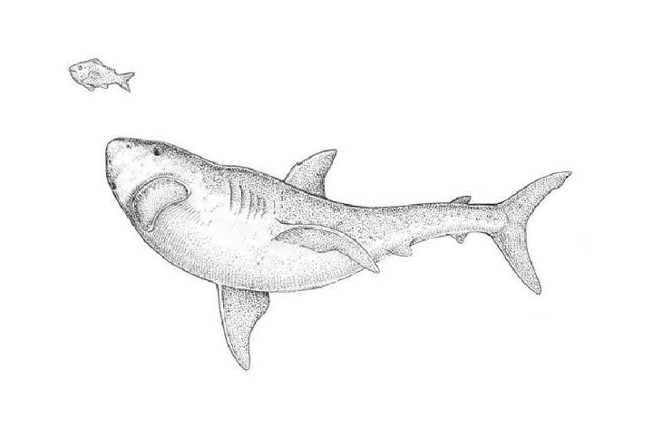 Cute Shark Drawing