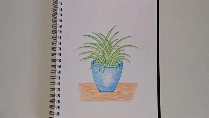 Draw Spider Plant in a Pot