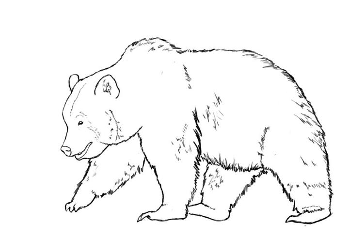 Draw Your Own Bear