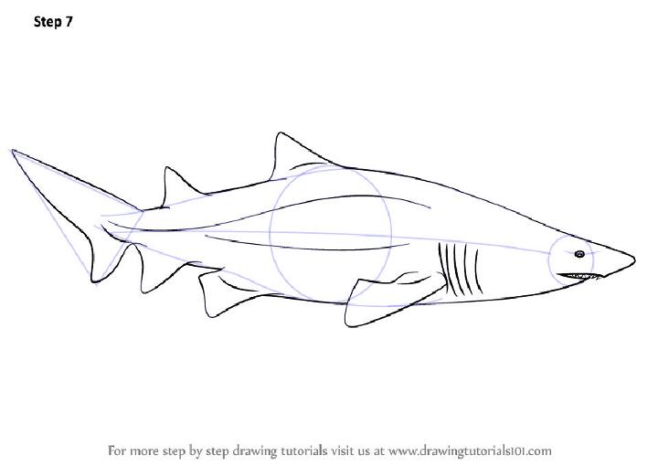 Draw a Giant Size Shark