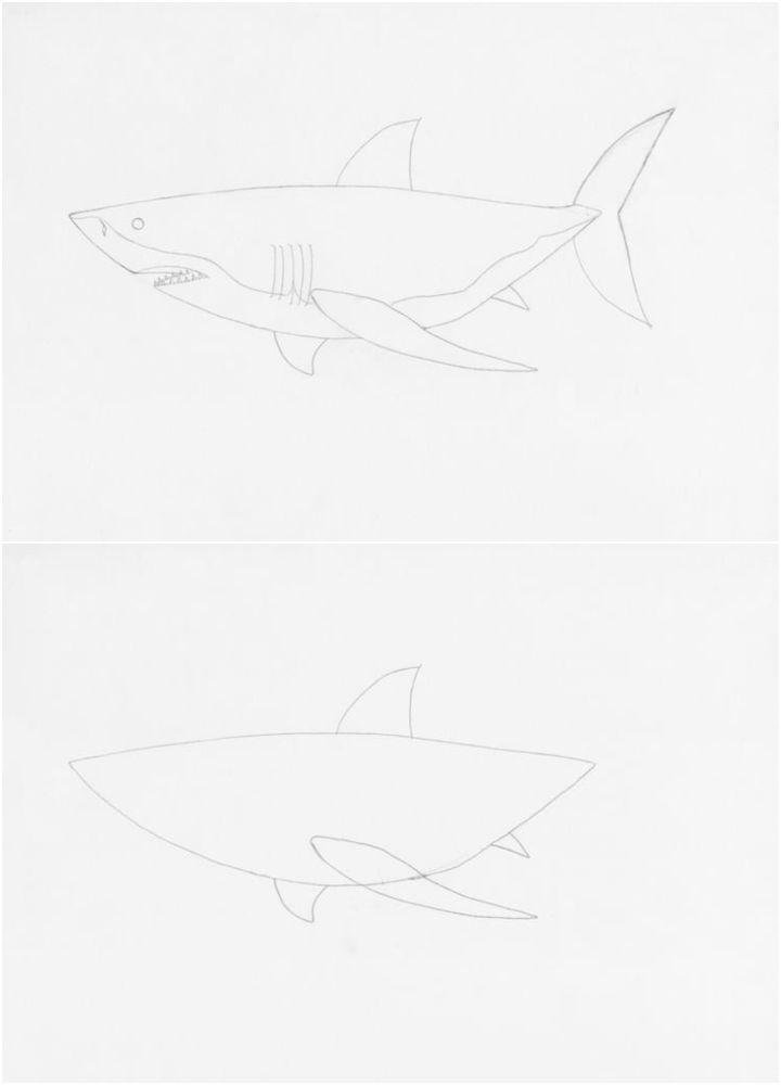 Draw a Great White Shark