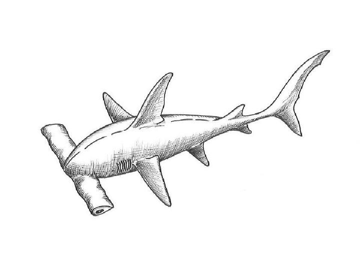 simple shark sketch